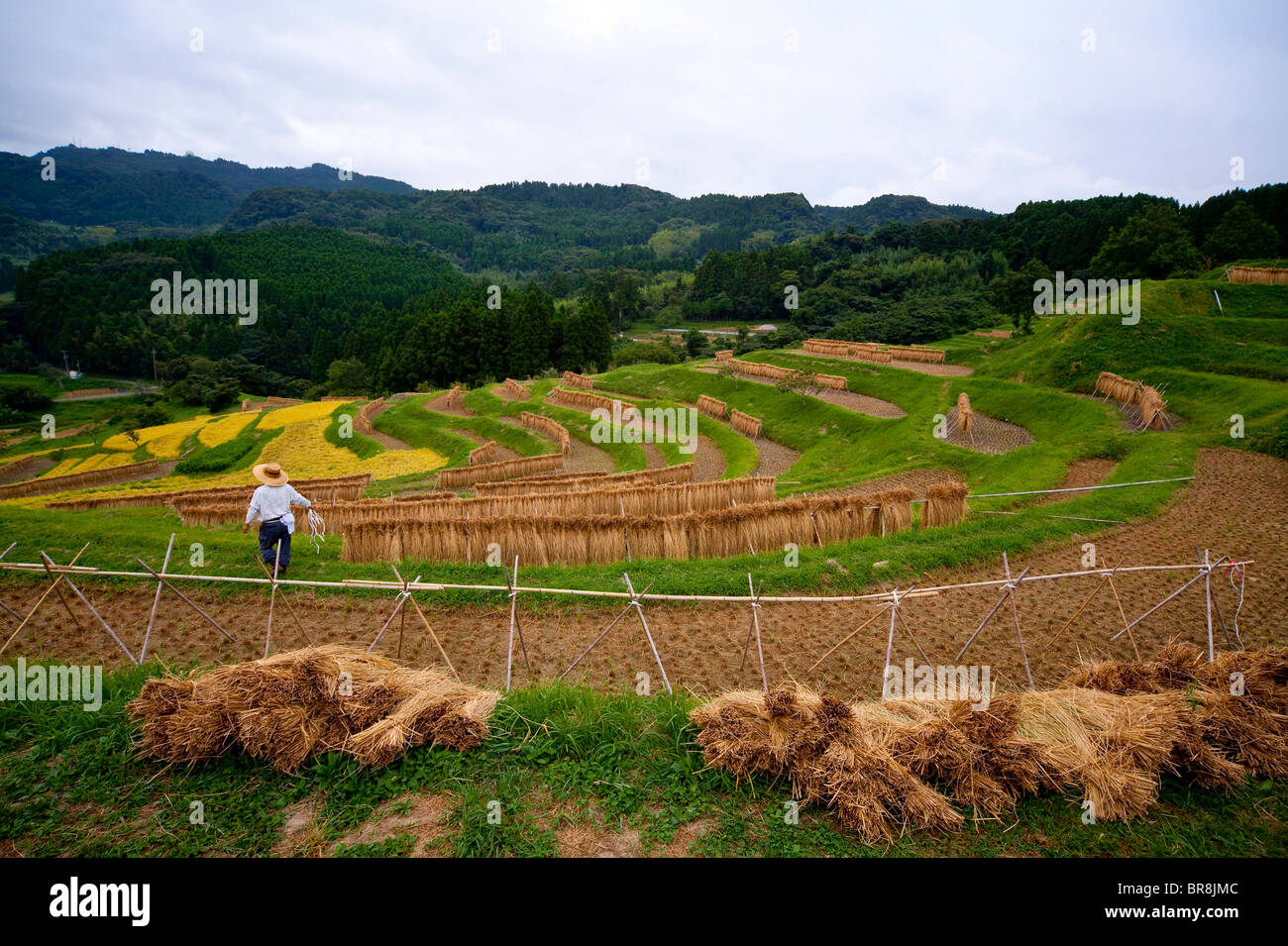 Senmaida Banque D Image Et Photos Alamy Senmaida Banque D Image Et Photos Alamy