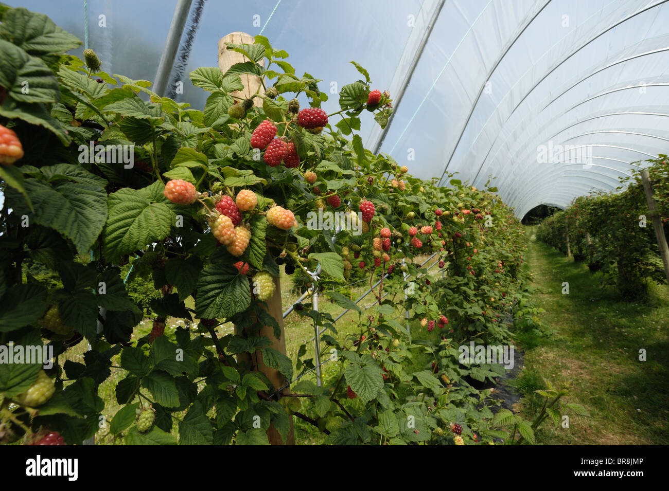 (Rubus Tayberry fruti. X R. idaeus) fruit mûr sur l'auto-cueillette de plantes dans un polytunnel Banque D'Images