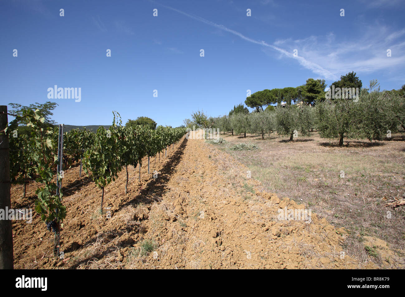 Domaine de la vigne et d'olive Banque D'Images