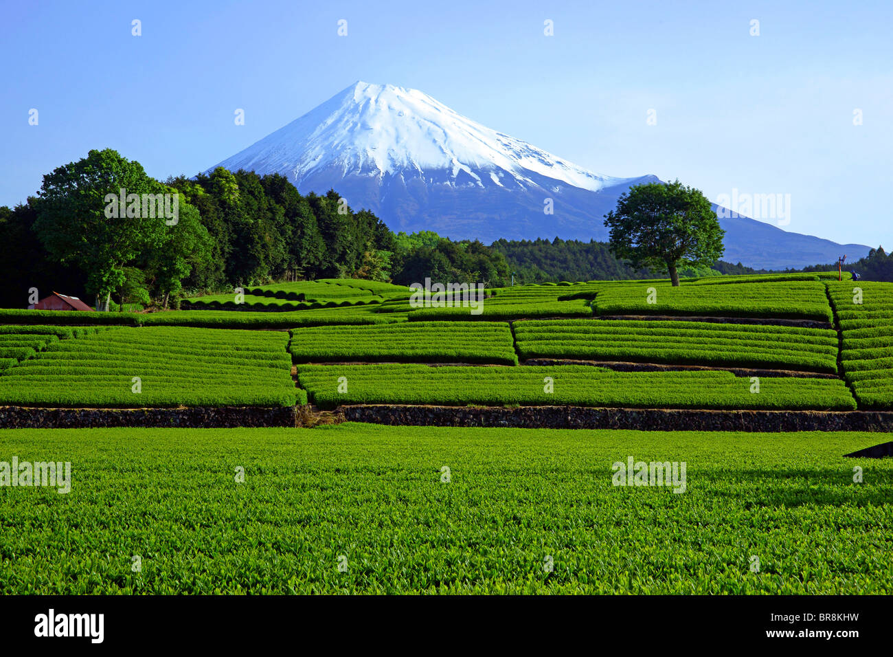 La plantation de thé et de Mt. Fuji Banque D'Images