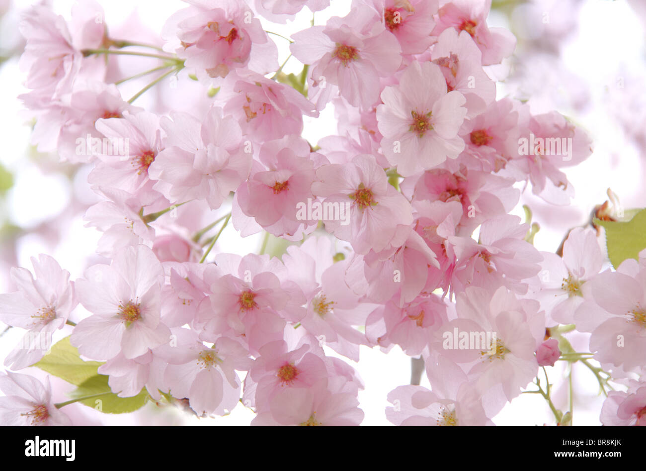 Close-up of cherry blossoms Banque D'Images