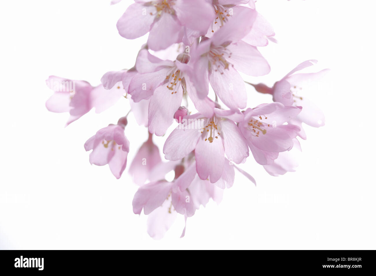 Close-up of cherry blossoms Banque D'Images