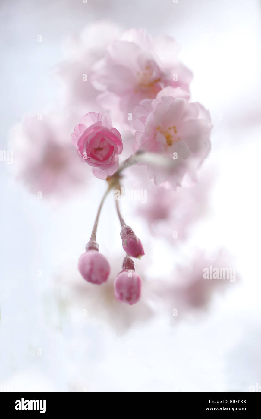 Close-up des bourgeons de fleurs de cerisier Banque D'Images