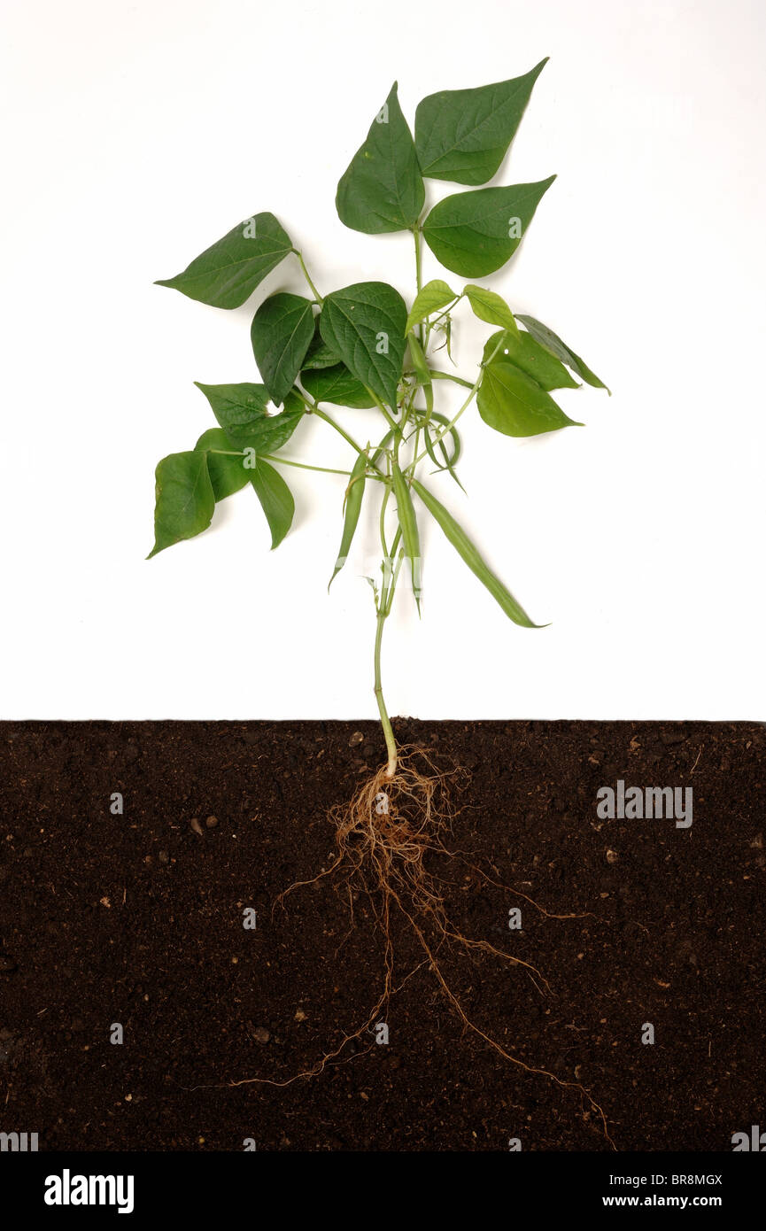 Le français ou l'haricot vert (Phaseolus vulgaris) structure de l'installation, les racines, les feuilles et les gousses Banque D'Images