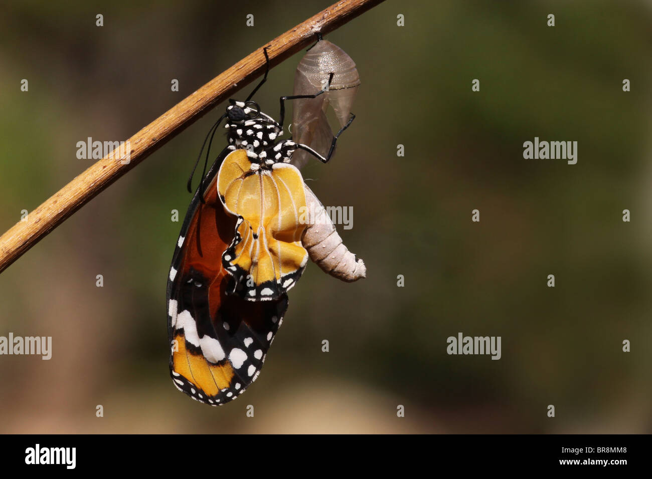 (Papillon Danaus chrysippe), africaine ou Monarch Butterfly tigre commun sortant de son cocon Banque D'Images