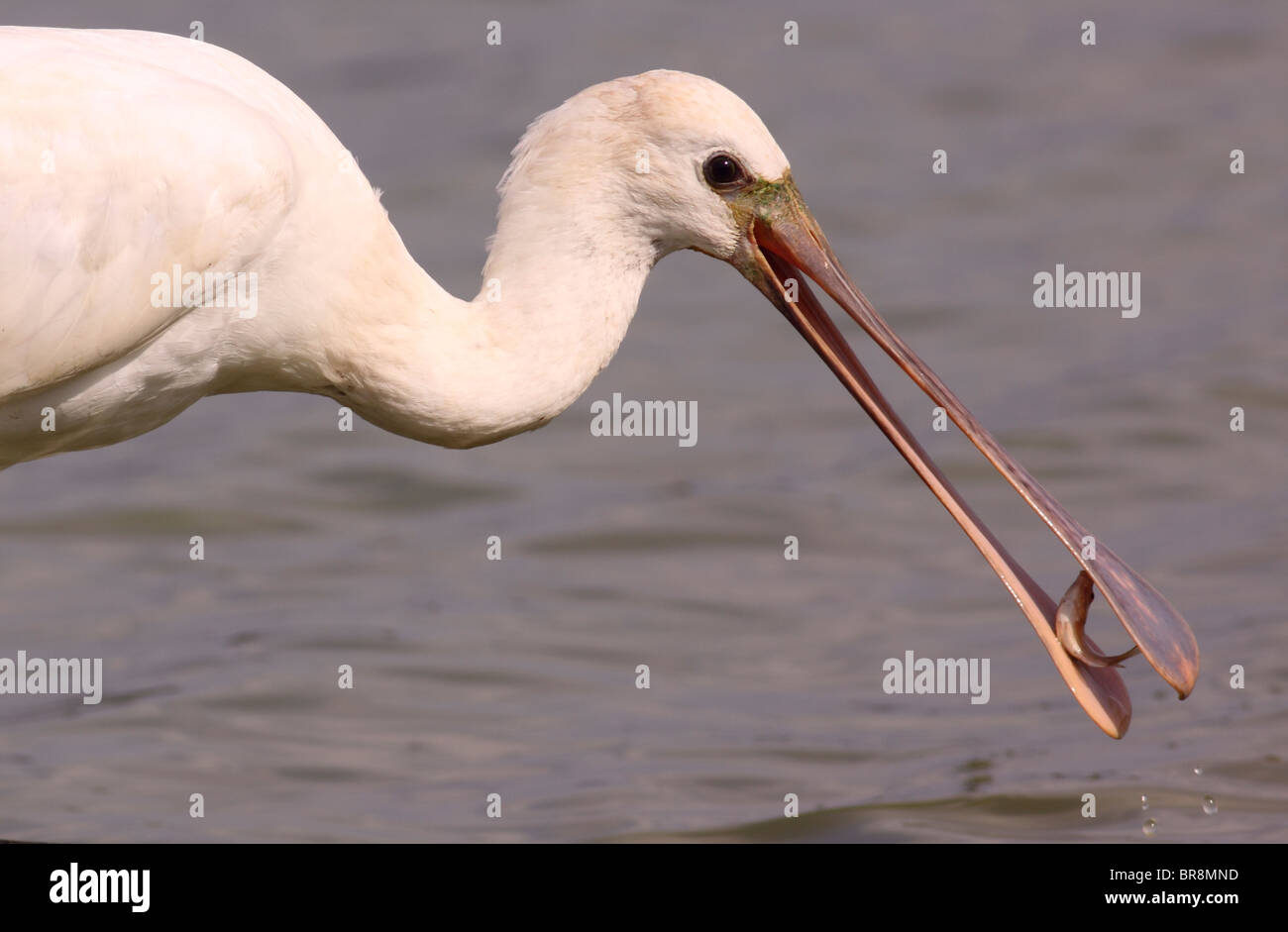 Spatule blanche Platalea leucorodia (commune) avec un poisson dans sa loi. Banque D'Images