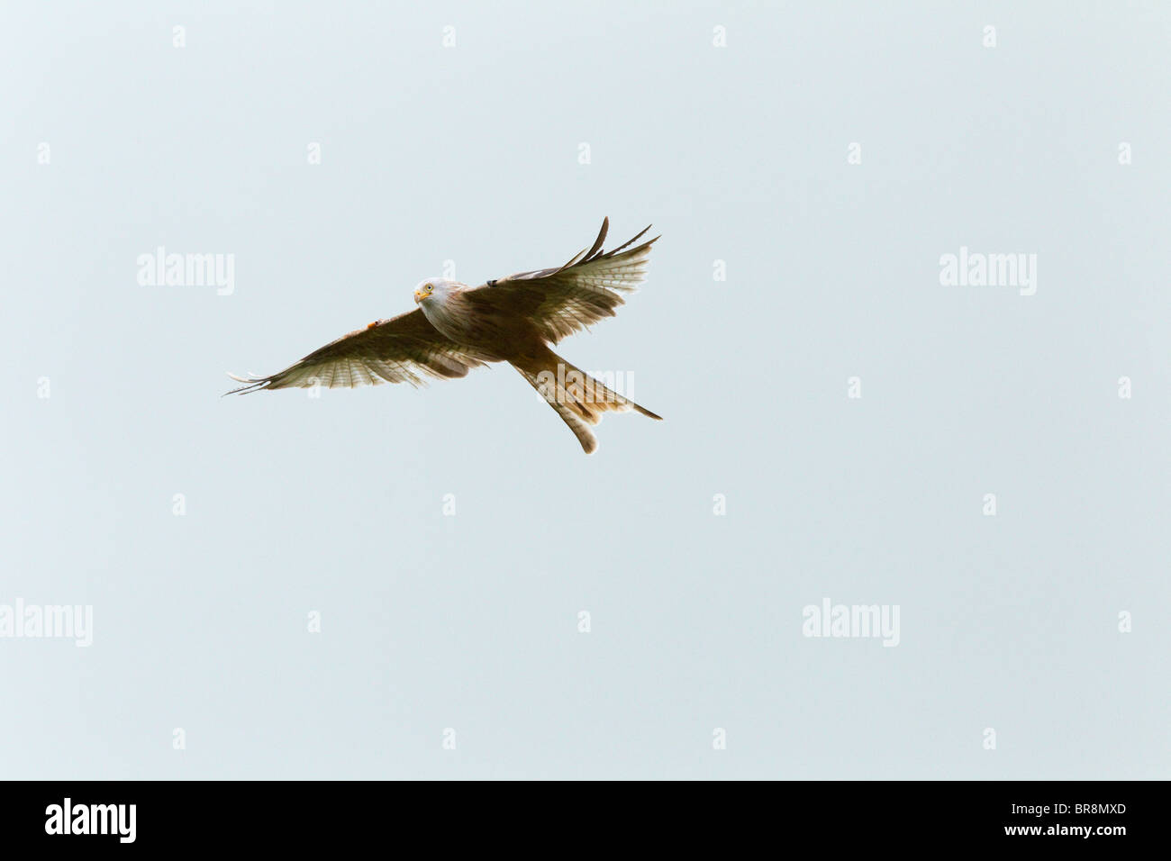 Luecistic GIGRIN FARM RED KITE faune gallois à son meilleur Banque D'Images