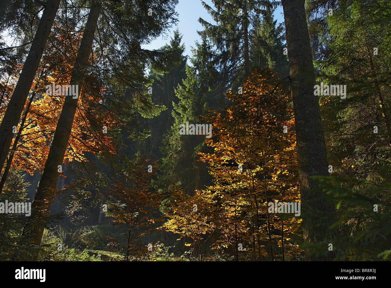 Paysages, Nord de la Forêt Noire, Bade-Wurtemberg, Allemagne Banque D'Images