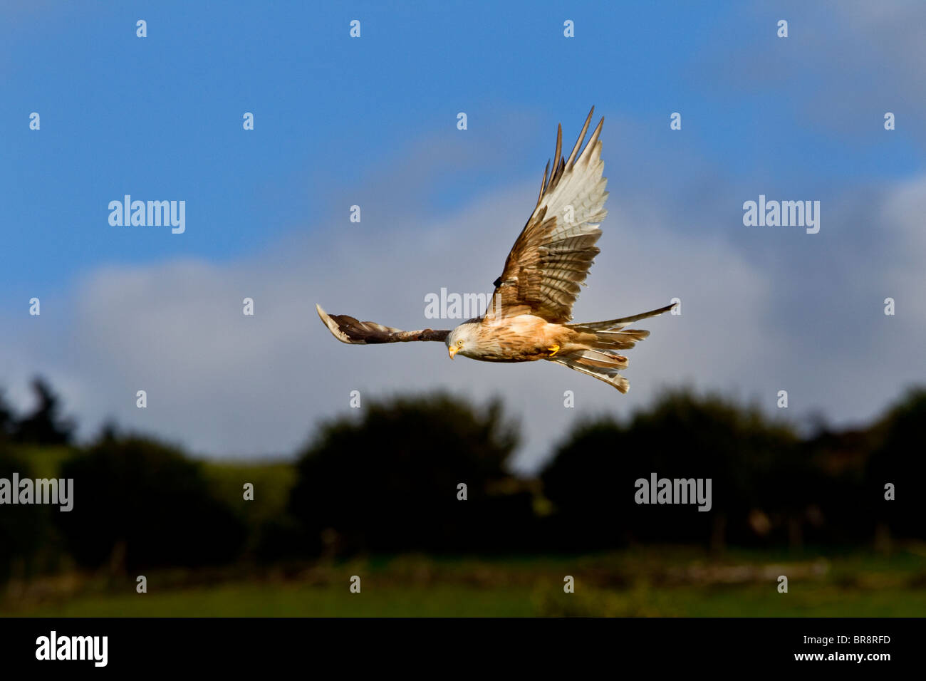 RED KITE Leusistic Faune Gallois GIGRIN FARM à son meilleur Banque D'Images