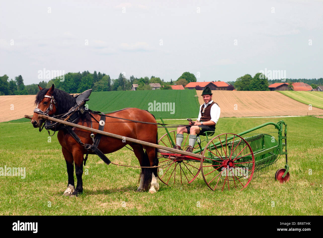 L'Allemand du sud Coldblood (Equus caballus) tirant une faneuse. Banque D'Images