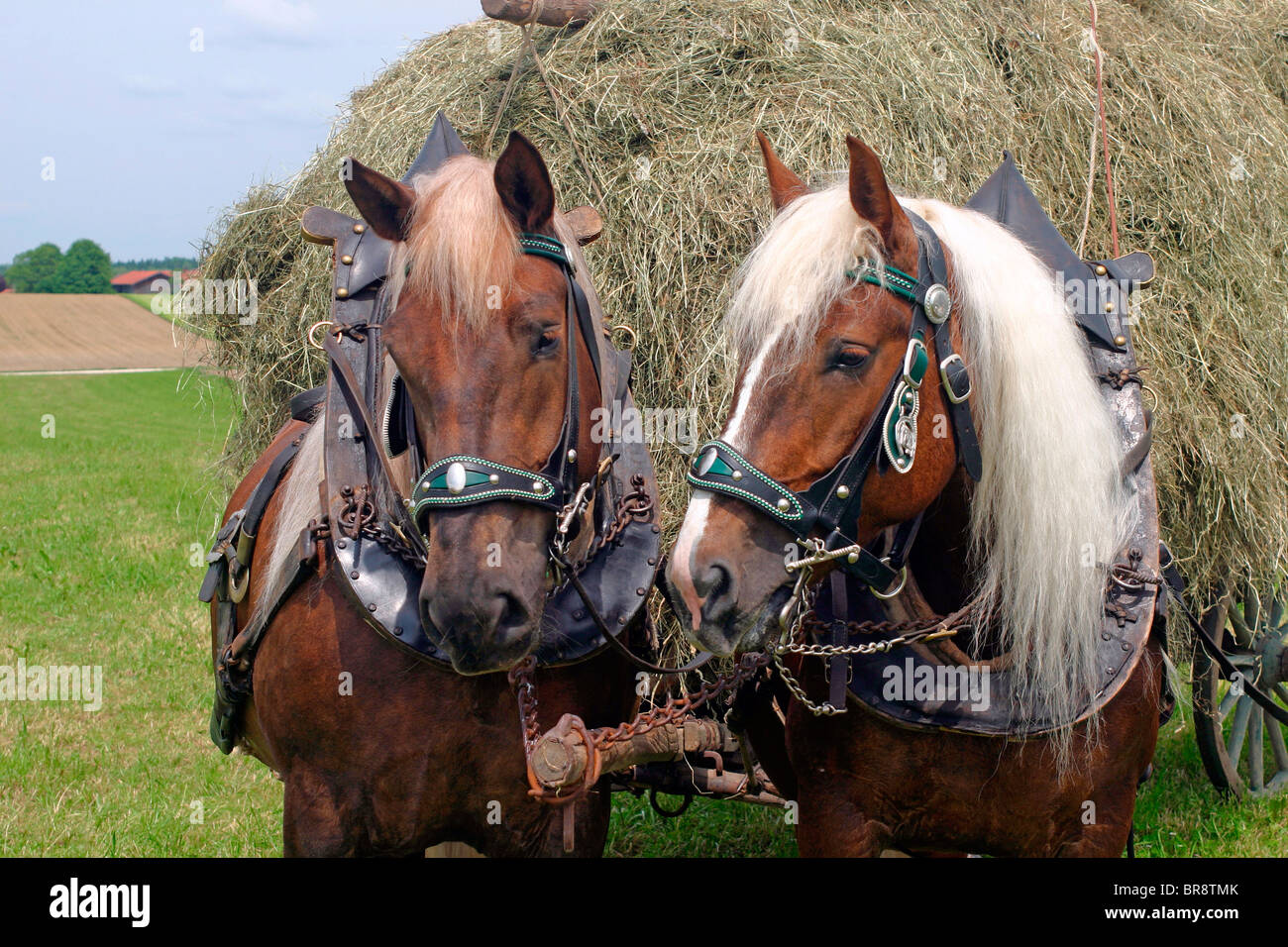L'Allemand du sud Coldblood (Equus caballus), une équipe de deux tirant une charrette chargée de foin. Banque D'Images