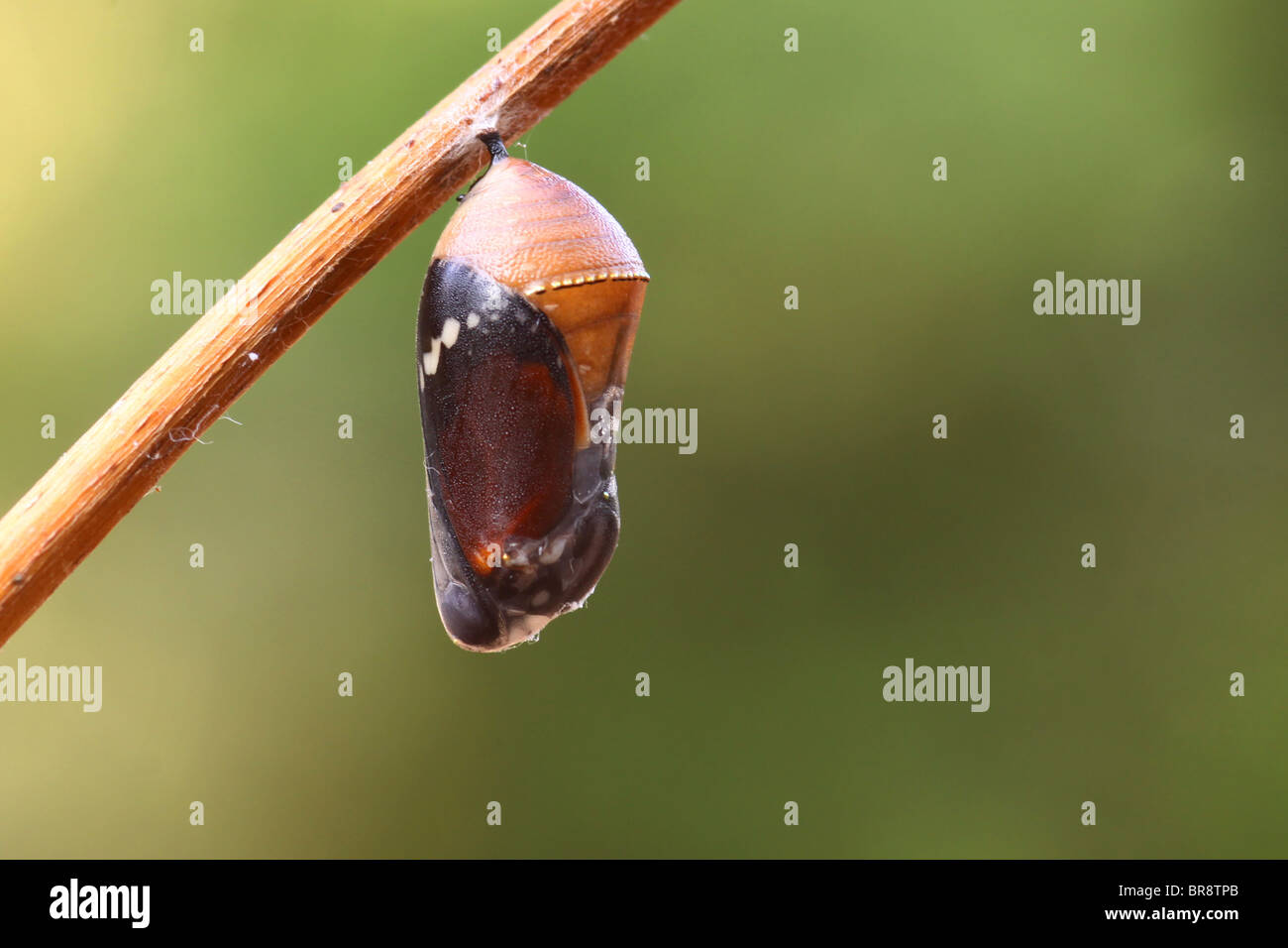 (Papillon Danaus chrysippe), africaine ou Monarch Butterfly tigre commun sortant de son cocon Banque D'Images