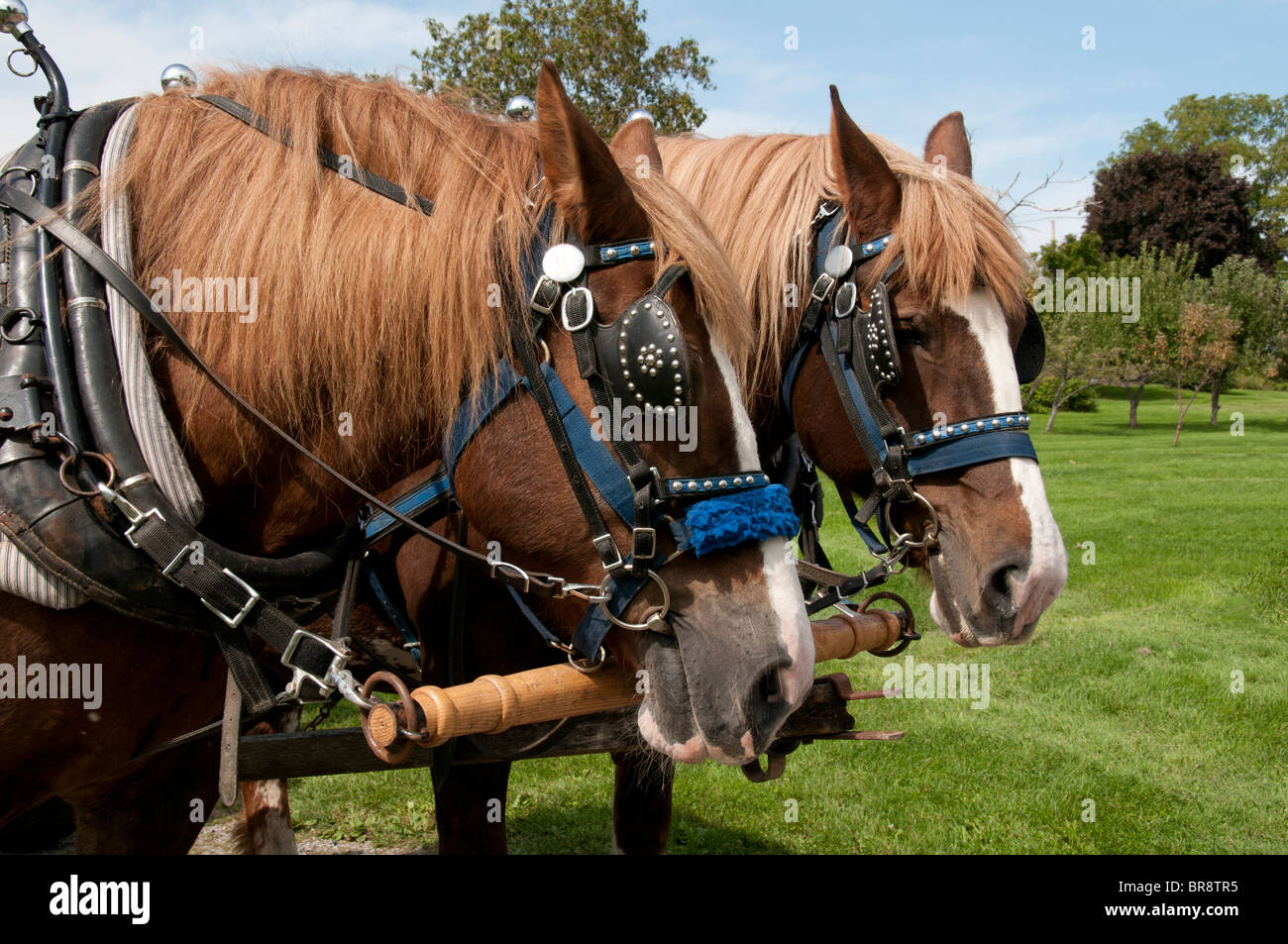 Paire de chevaux de trait belge. Banque D'Images