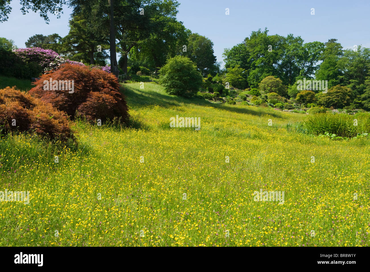 La prairie alpine et Rock Garden à Wisley RHS Garden, Surrey, UK Banque D'Images
