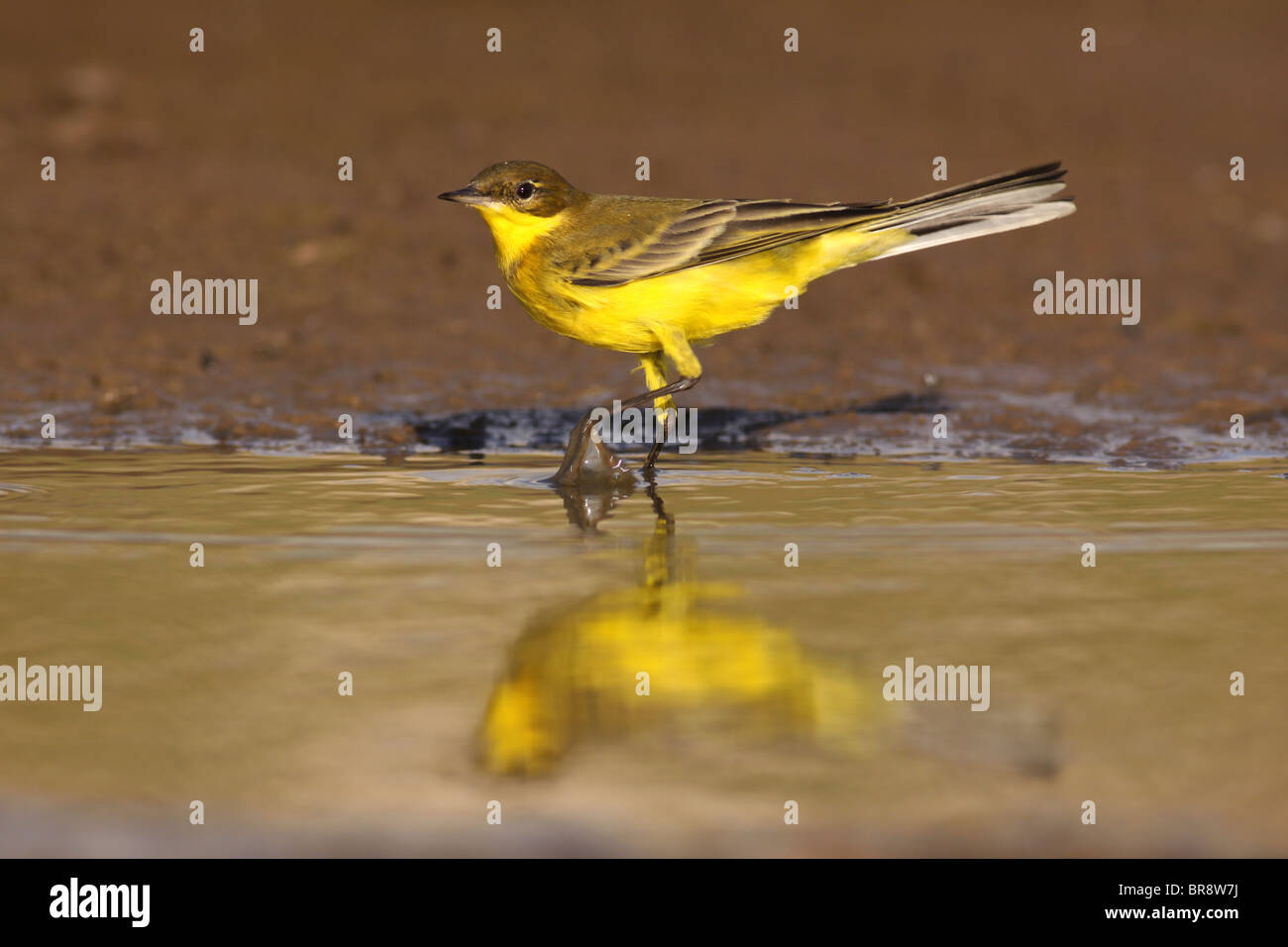 La bergeronnette printanière (Motacilla flava) dans un milieu humide. Banque D'Images