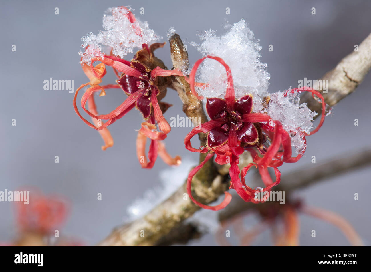 La noisette de sorcière rouge (Hamamelis x intermedia Diane), rameau en fleurs de neige. Banque D'Images
