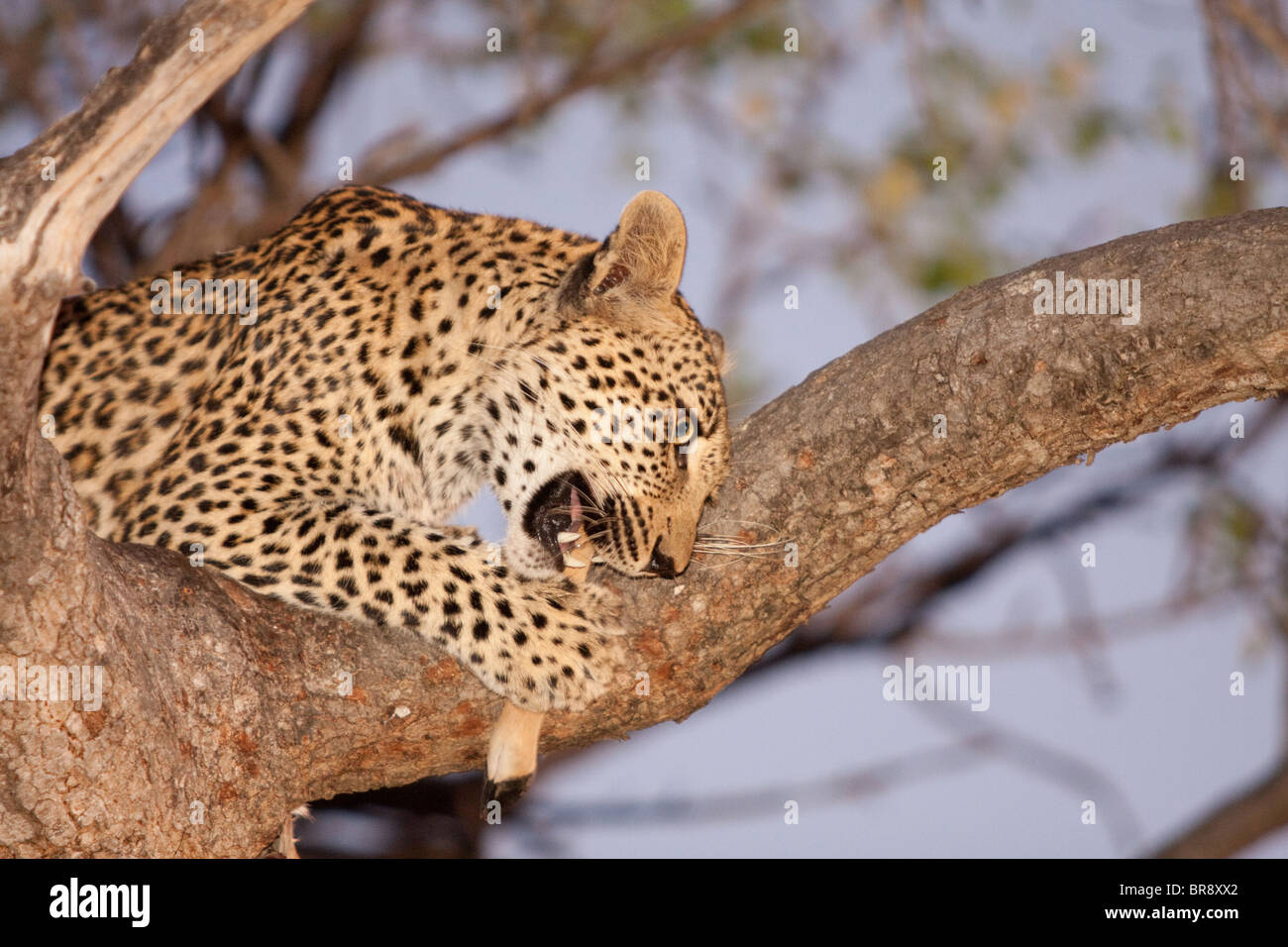 Un léopard, Panthera pardus, manger un impala tuer dans un arbre dans le Parc National Kruger, Afrique du Sud Banque D'Images