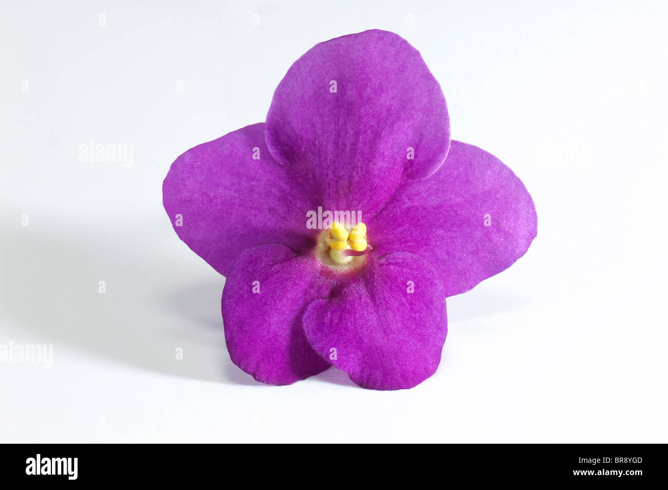 Saintpaulia, la violette africaine (Saintpaulia ionantha-Hybride), fleur pourpre, studio photo sur un fond blanc. Banque D'Images