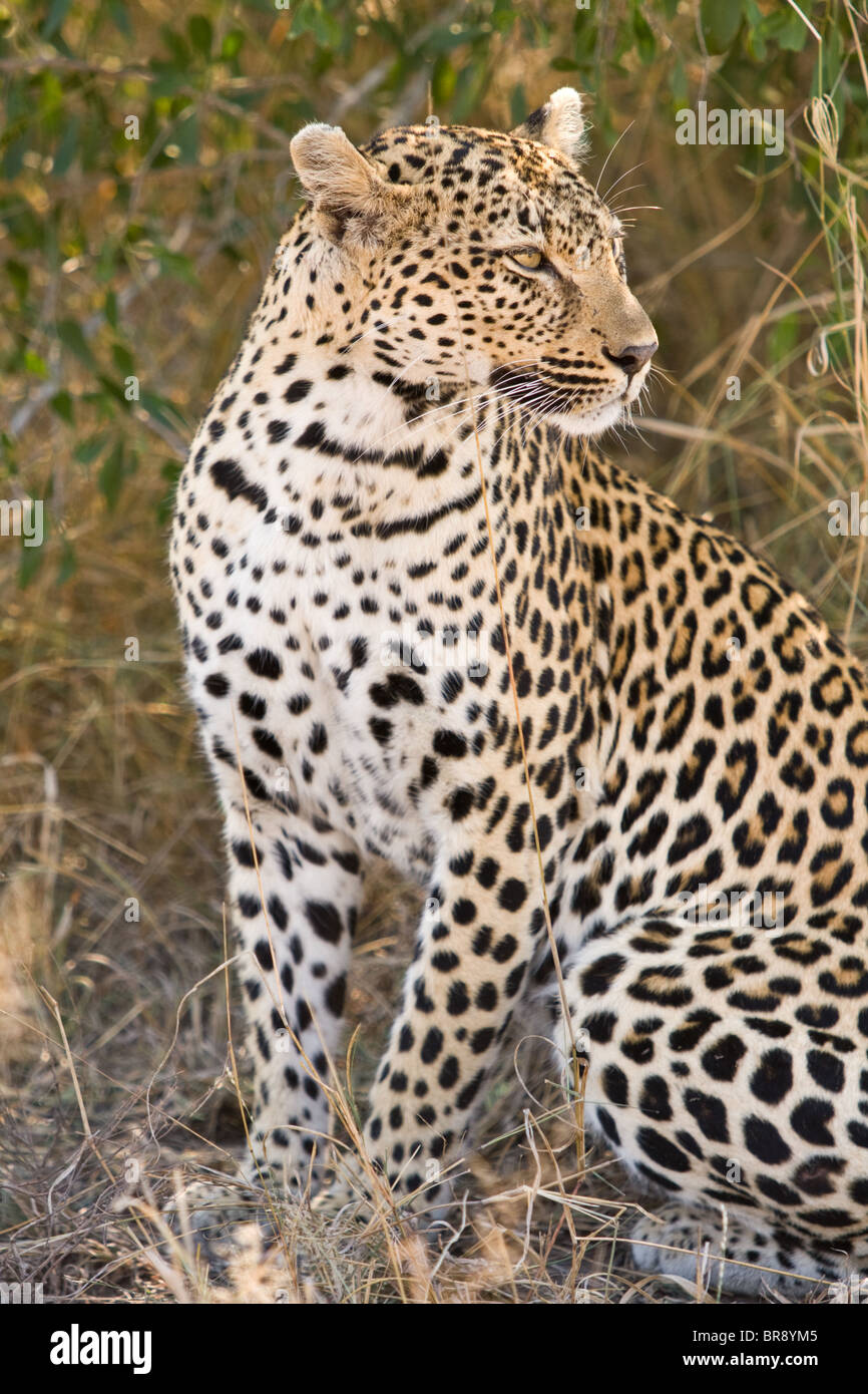 Un Léopard, Panthera pardus, assis dans le Parc National Kruger, Afrique du Sud Banque D'Images