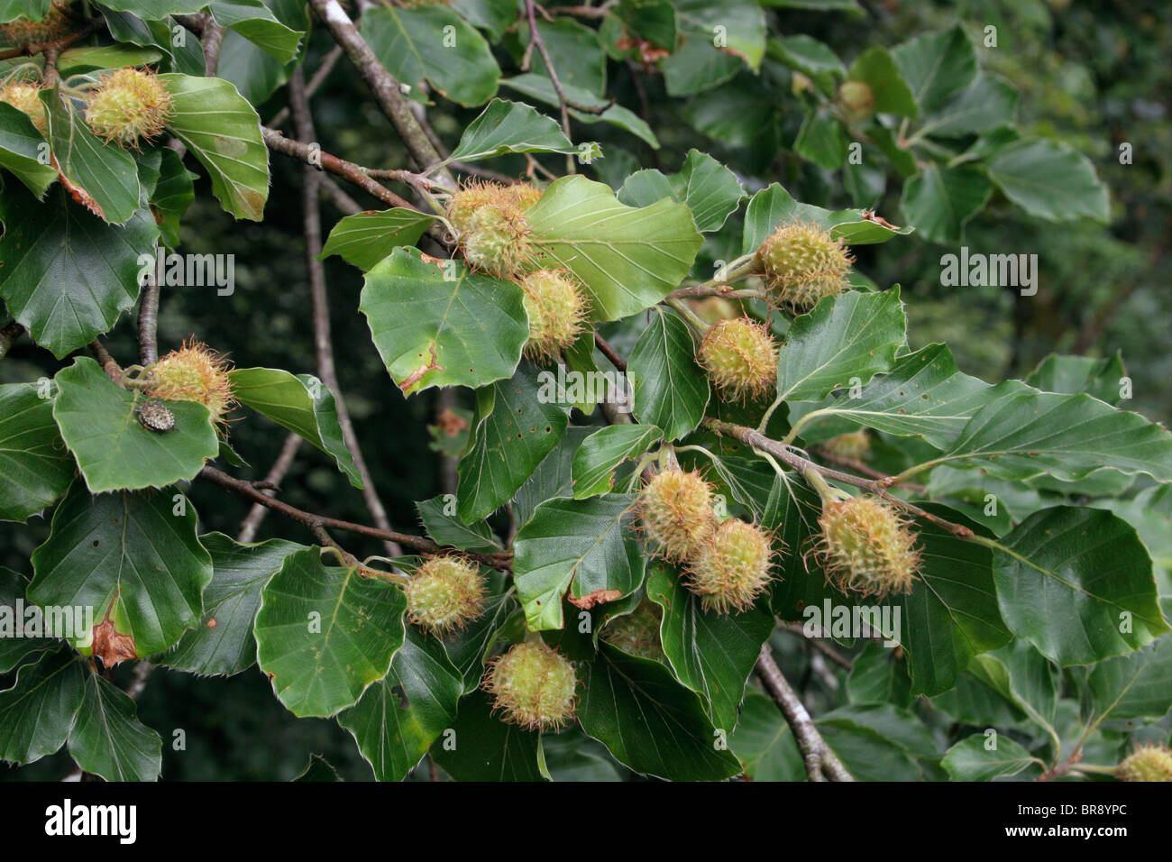 Hêtre (Fagus sylvatica) dans le secteur des fruits, au Royaume-Uni. Banque D'Images