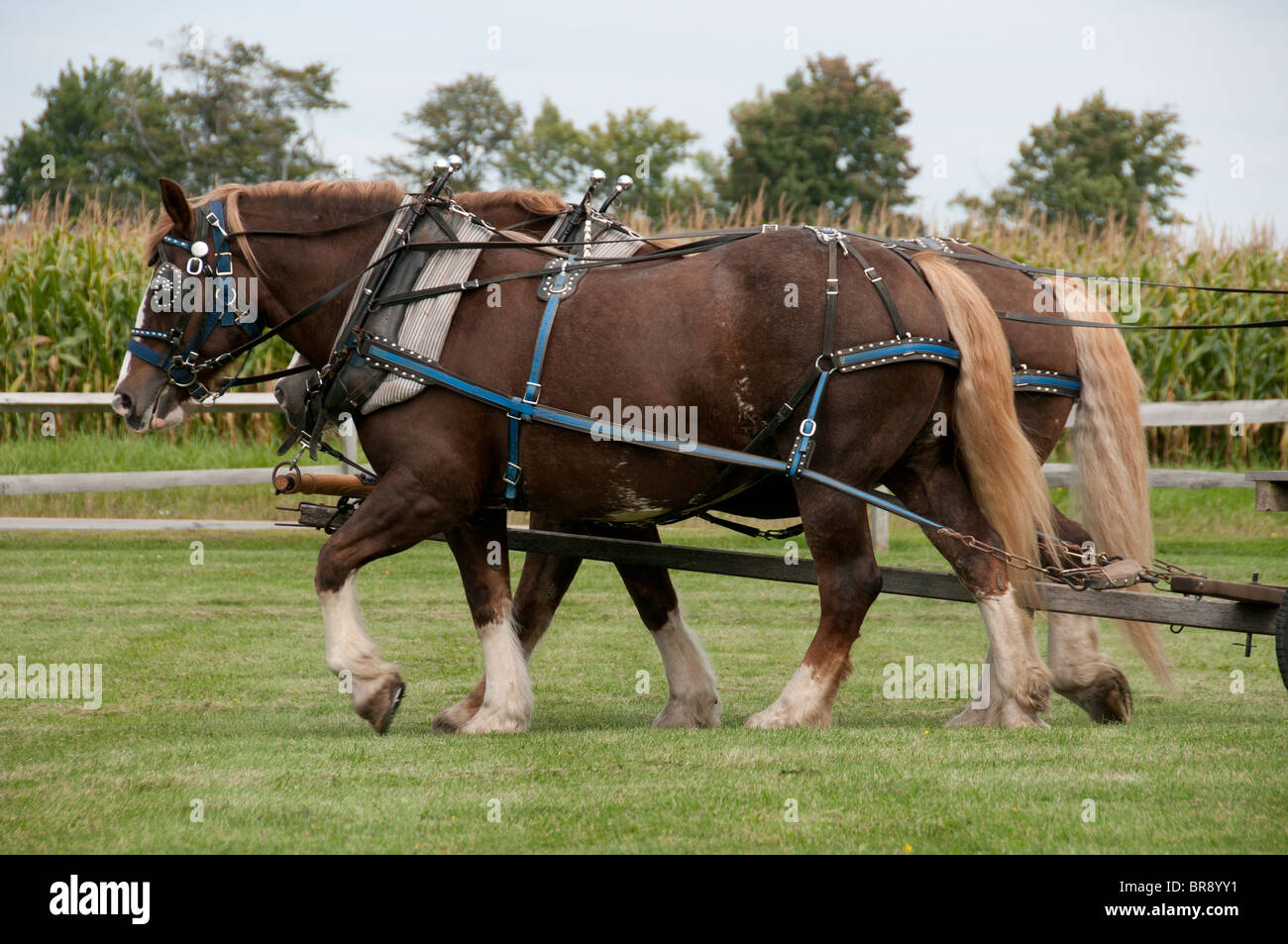 Paire de chevaux de trait belge. Banque D'Images
