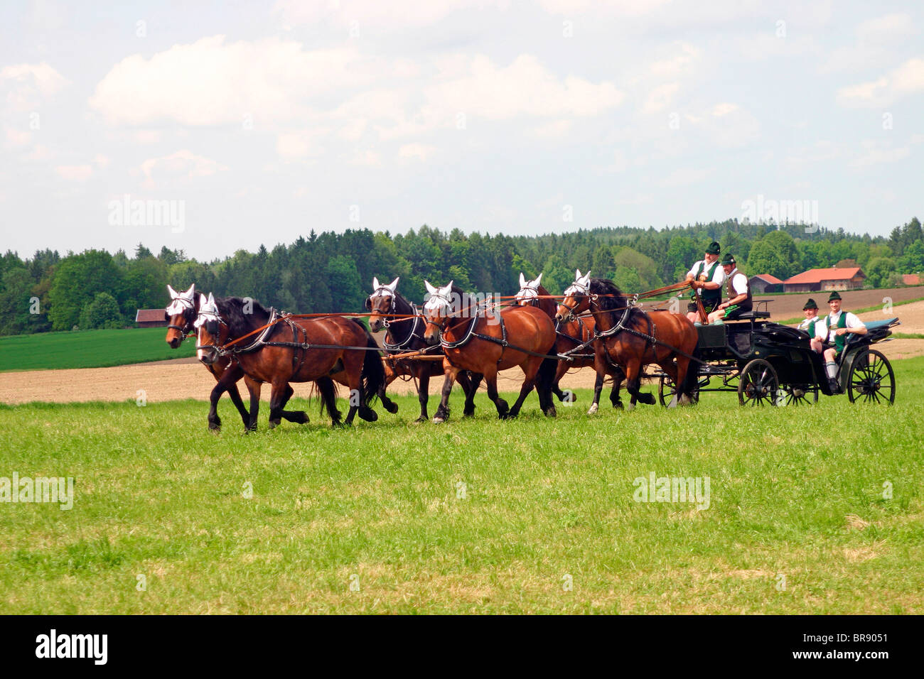 L'Allemand du sud Coldblood (Equus caballus), équipe de six tirant un chariot pendant un spectacle équestre. Banque D'Images