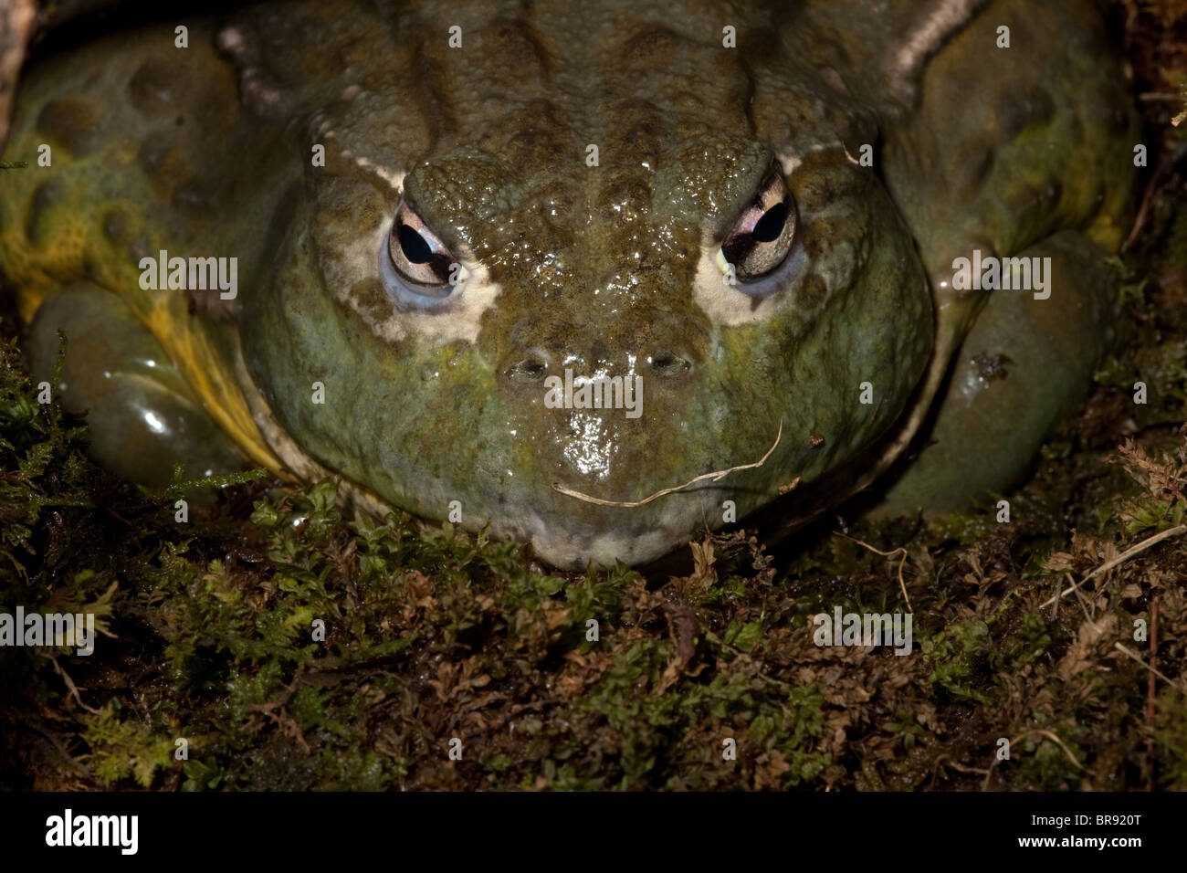 (Pyxicephalus adspersus Bullfrog africaine) Banque D'Images