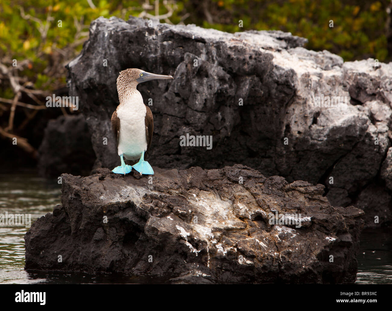 Pieds rouges bleu on Rock Banque D'Images