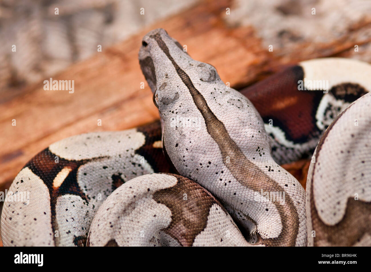 Jeune cerf rouge Boa constrictor du Suriname Banque D'Images