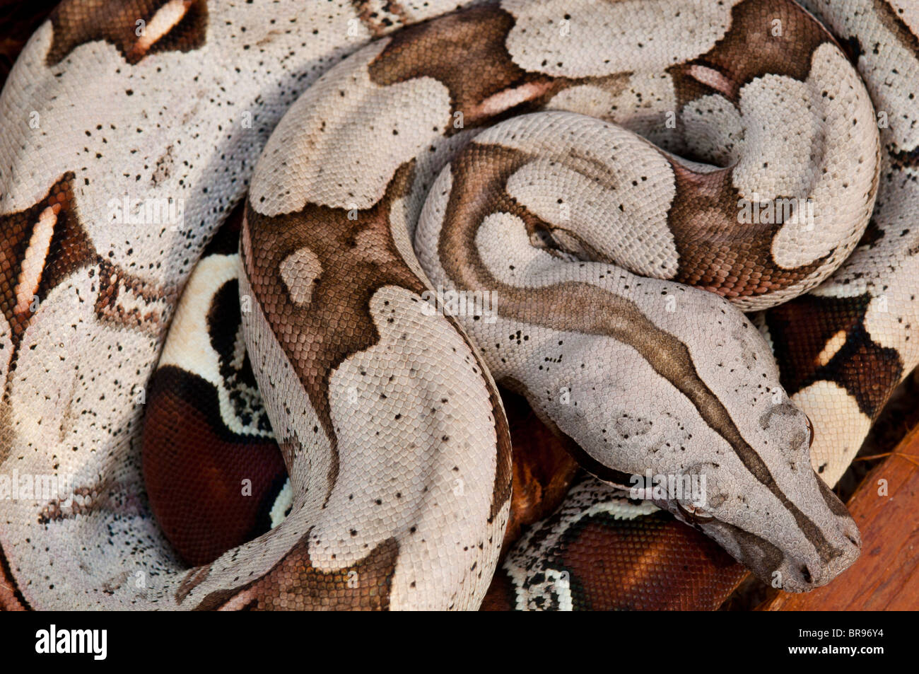 Jeune cerf rouge Boa constrictor du Suriname Banque D'Images
