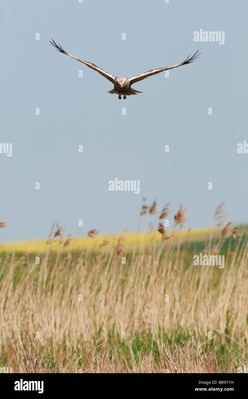 Le busard, Circus aeruginosus, mâle adulte, en vol, sur les marais, roselière nord du Kent, Kent, Angleterre. Banque D'Images