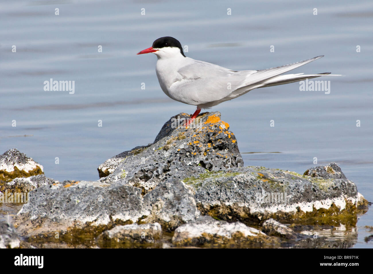 Sterne arctique au lac Mývatn, en Islande. Banque D'Images