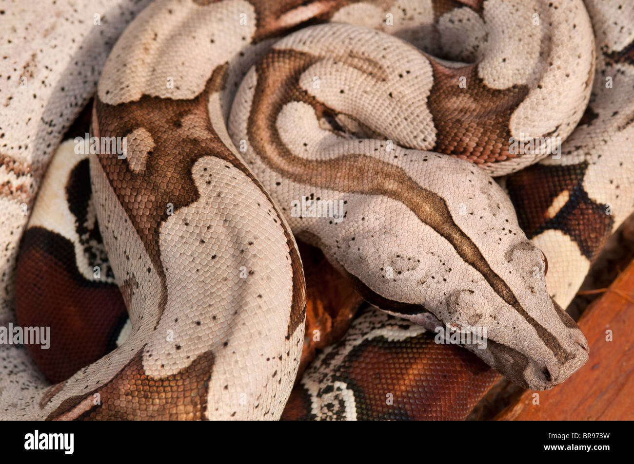 Jeune cerf rouge Boa constrictor du Suriname Banque D'Images