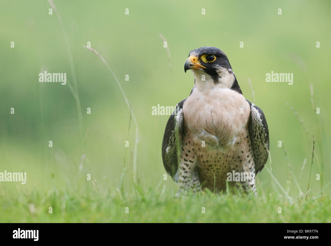 Le faucon pèlerin, Falco peregrinus, adulte, sur l'herbe en captivité, Banque D'Images