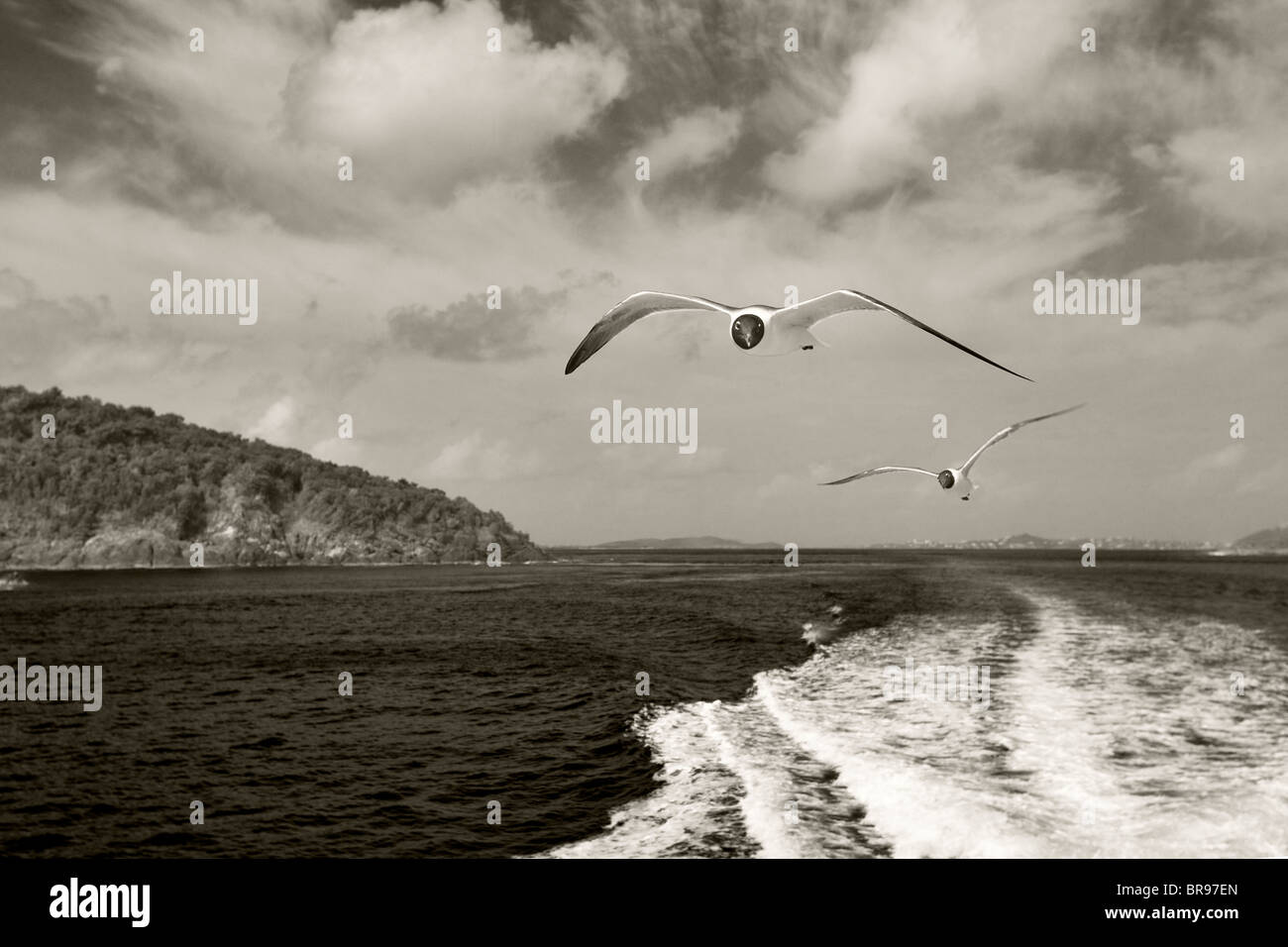 Laughing Gull flying vénézuélienne en bateau dans les îles Vierges. Banque D'Images