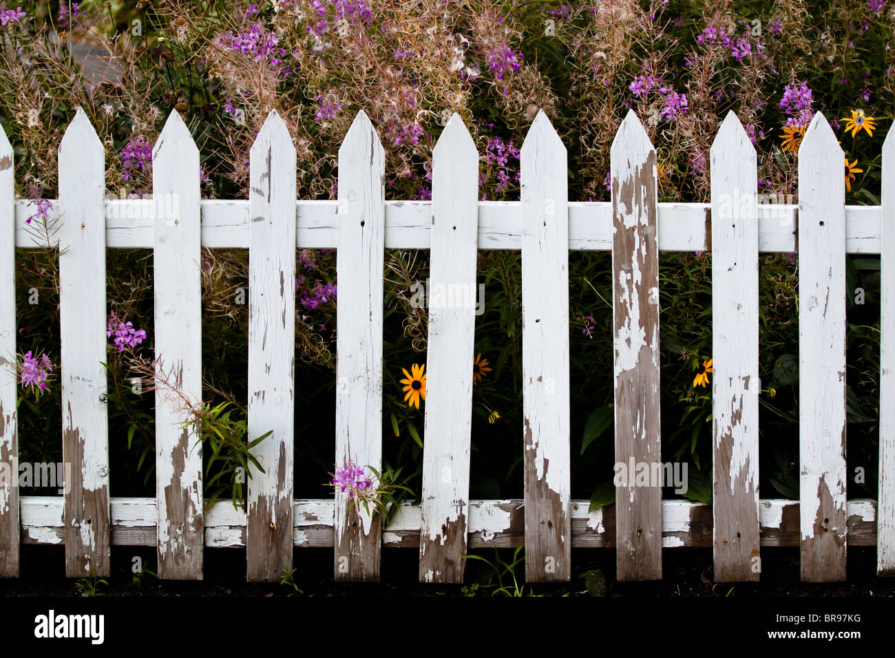 Une clôture blanche avec des fleurs. Banque D'Images