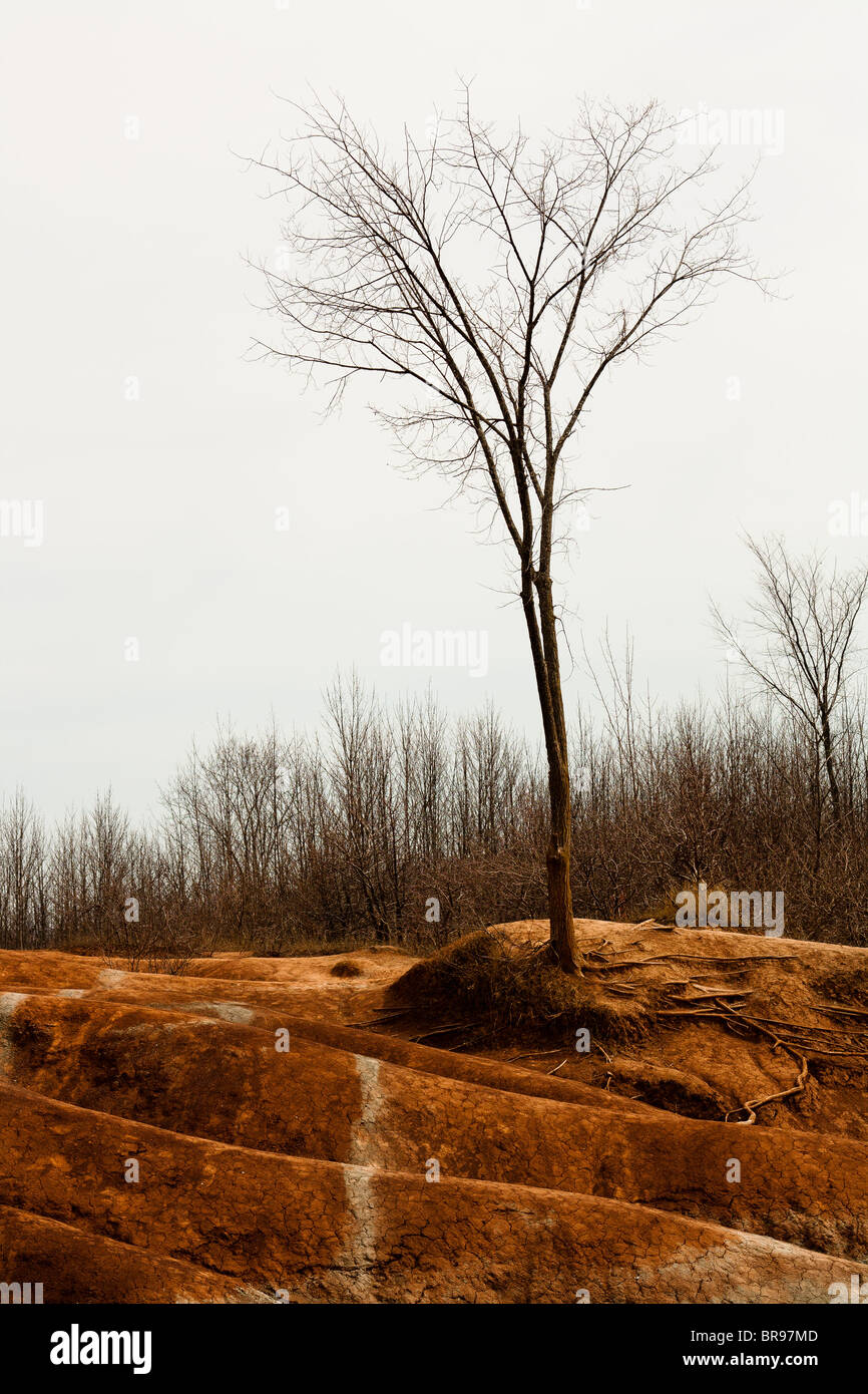 Un arbre nu se trouve dans le sol sec des badlands. Banque D'Images