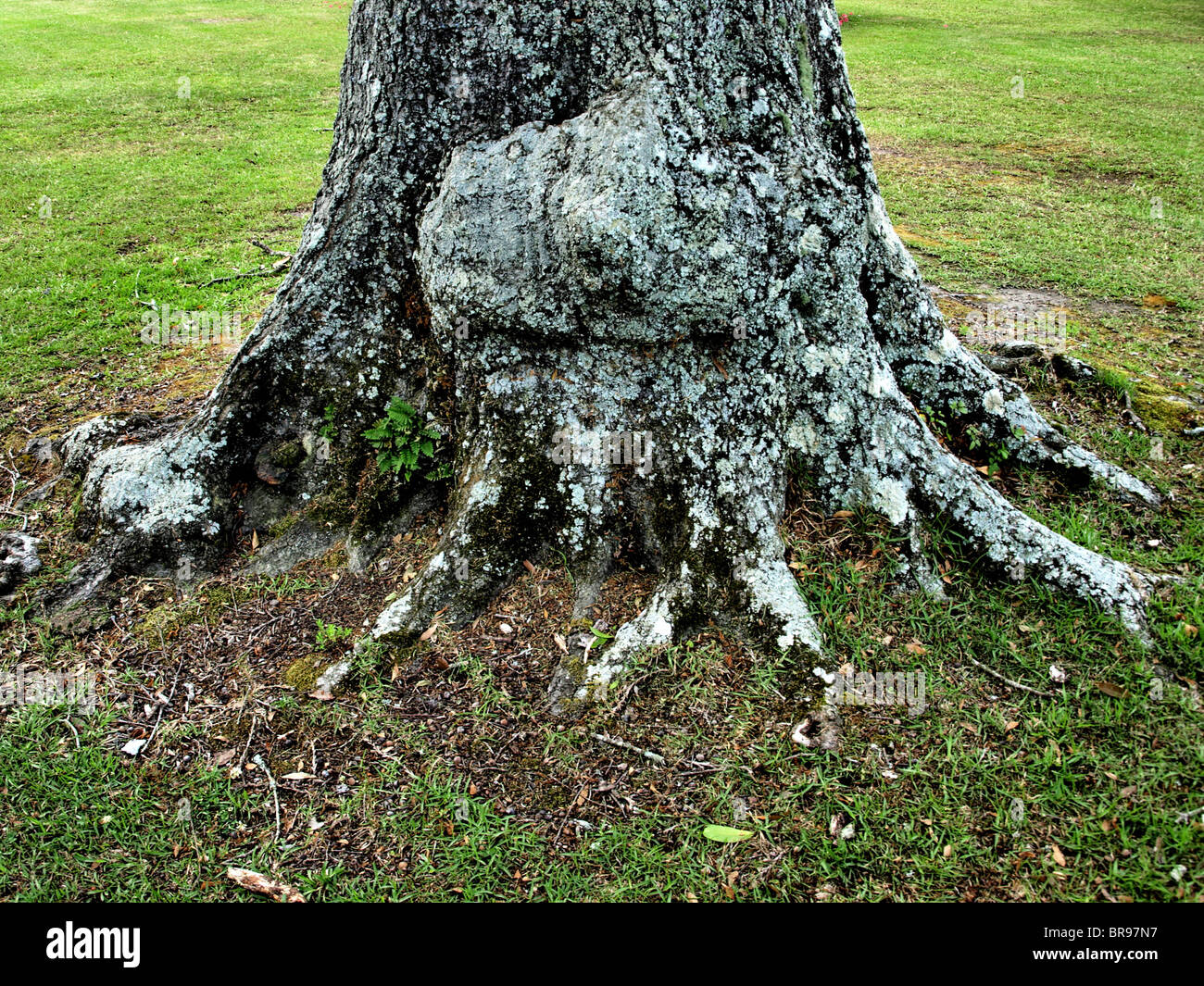 Tronc d'arbre avec noeuds racines et l'écorce écailleuse sur pelouse verte Banque D'Images