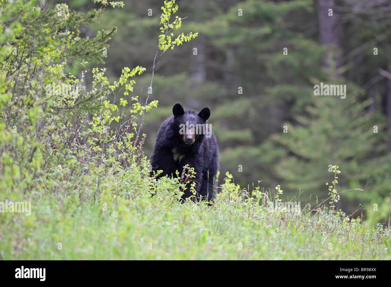 Ours noir Ursus americanus long staniing dans l'herbe sur le bord de la forêt avec les yeux Banque D'Images