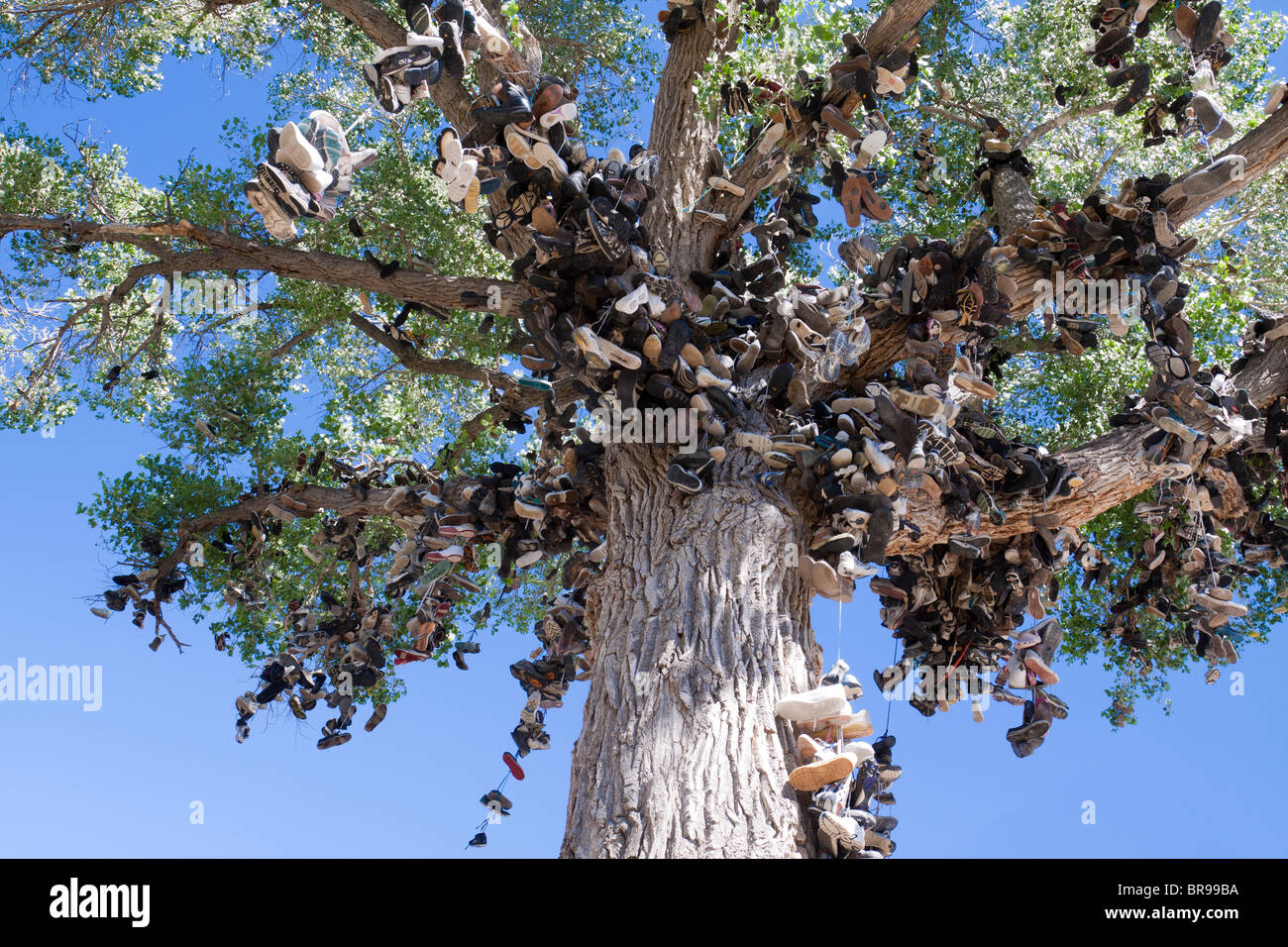 Shoe tree - Des centaines de chaussures se balançant d'un peuplier de l'arbre, une bizarrerie sur le côté de la route sur l'autoroute 50 dans la région de Nevada, États-Unis Banque D'Images
