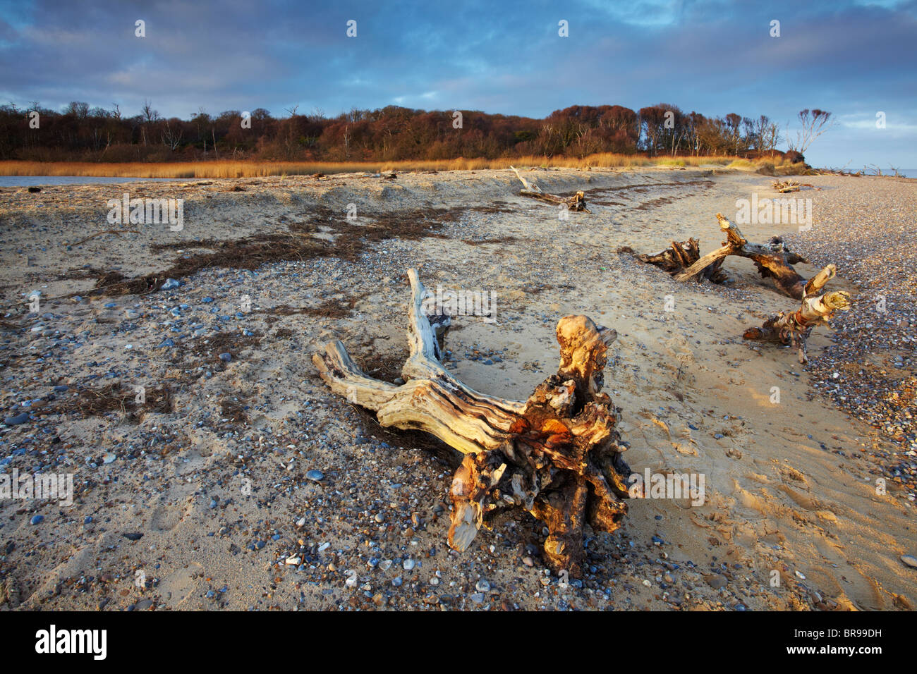 Une vue sur la plage d'hiver à Benacre sur la côte du Suffolk avec arbres morts jonchent le rivage Banque D'Images
