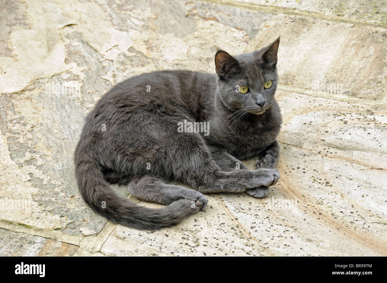 Beau bleu gris birman croix chat sur les pierres de pavage Banque D'Images