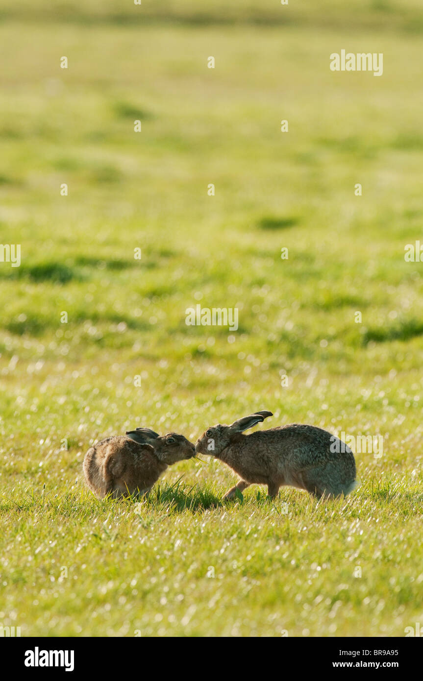 Lièvre brun ou européenne, Lepus europaeus, toucher le nez, Kent, Angleterre, mai Banque D'Images