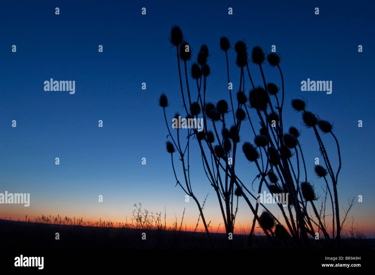 Cardère commune Dipsacus fullonum, seedheads, au coucher du soleil, à l'île de Sheppey, Kent, l'hiver Banque D'Images
