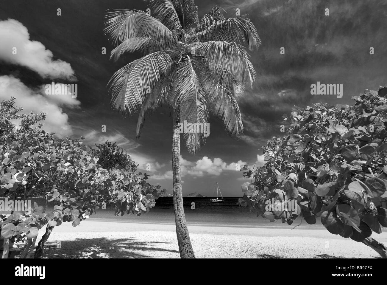 Plage à Megan's Bay avec voile et de palmier. Saint Thomas. Îles Vierges américaines. Banque D'Images
