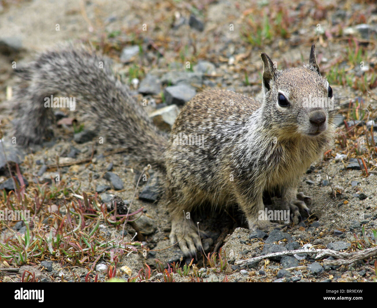 Californie (Otospermophilus beecheyi) camouflent bien avec son environnement en Californie Banque D'Images