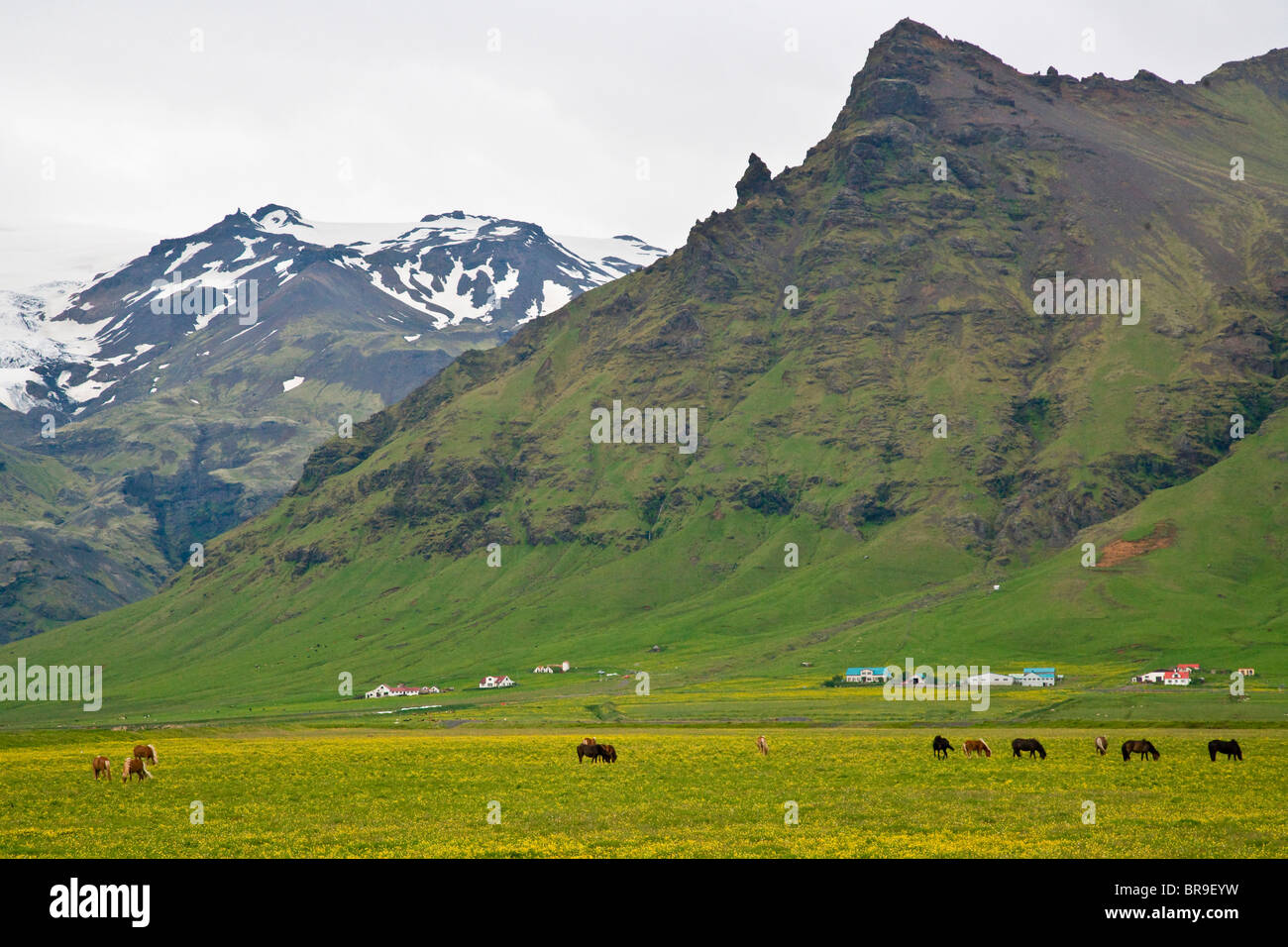 Voir de chevaux Islandais et ferme islandaise. Banque D'Images