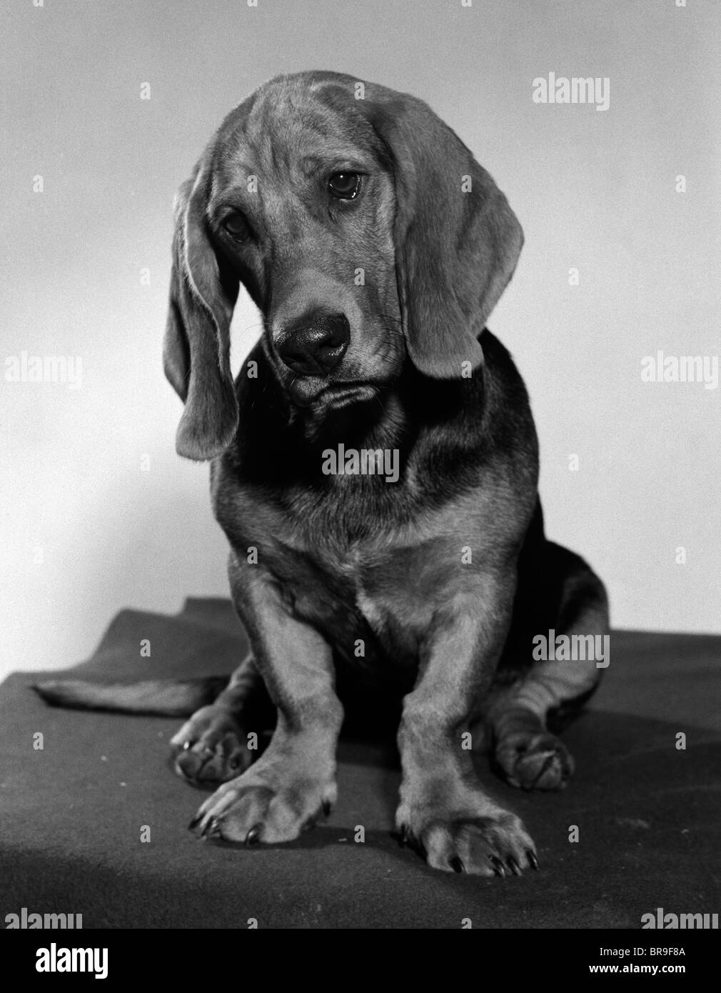 BASSET HOUND CHIOT triste à la tête penchée D'UN CÔTÉ Banque D'Images