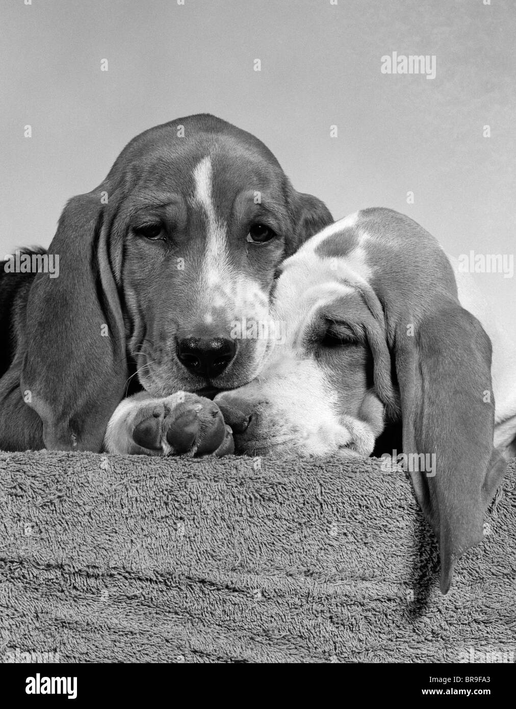 Années 1950 DEUX TRISTE À DOUZE SEMAINES CHIOTS Basset Hound NICHÉS Banque D'Images