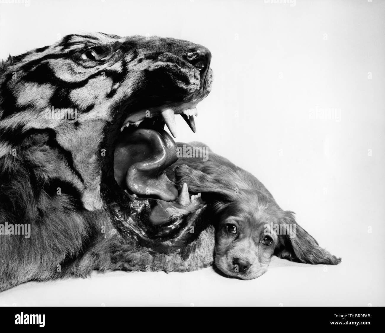 1950 IMAGE DRÔLE DE COCKER ANGLAIS CHIOT COUCHÉ À CÔTÉ DE LA BOUCHE D'un tigre féroce Banque D'Images